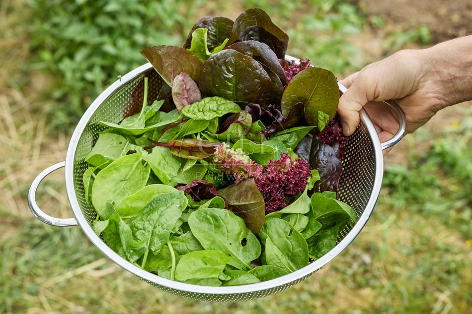 116705 Salat, Spinat in Küchnsieb