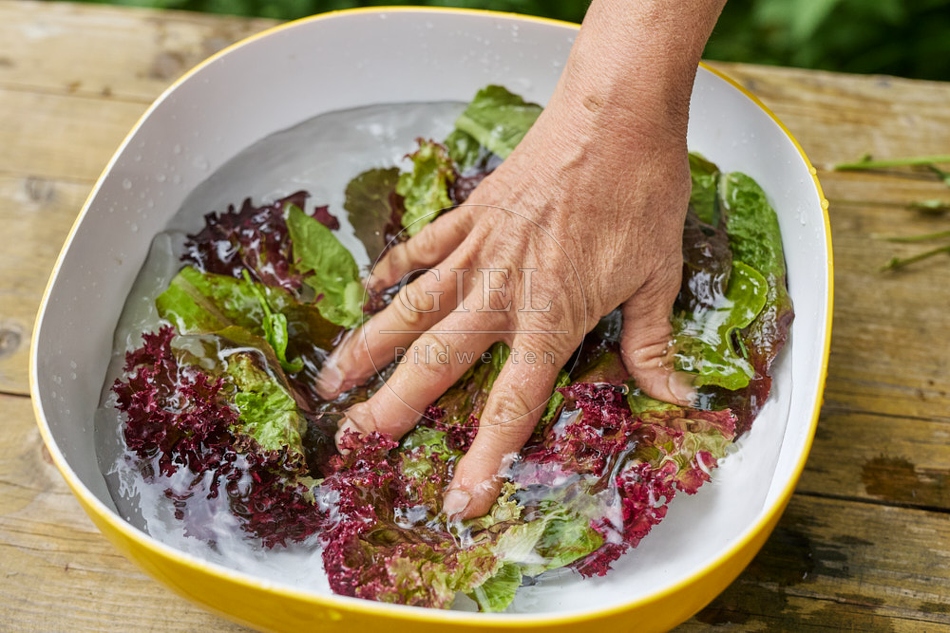 116707 Salat waschen