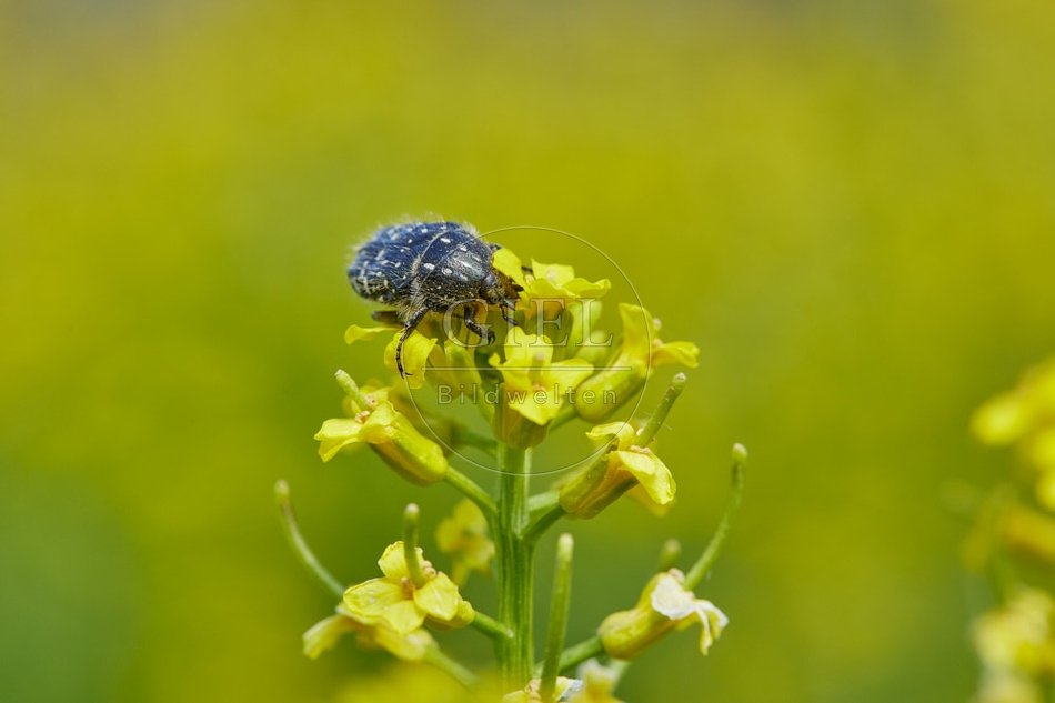 116805 Trauer-Rosenkäfer auf Winterkresse