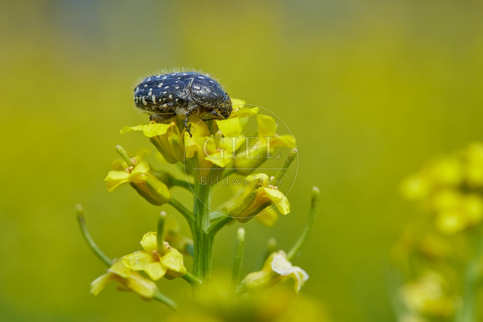 116806 Trauer-Rosenkäfer auf Winterkresse