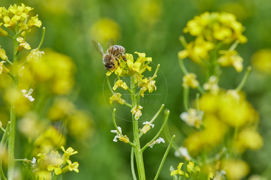 116807 Hoigbiene auf Winterkresse