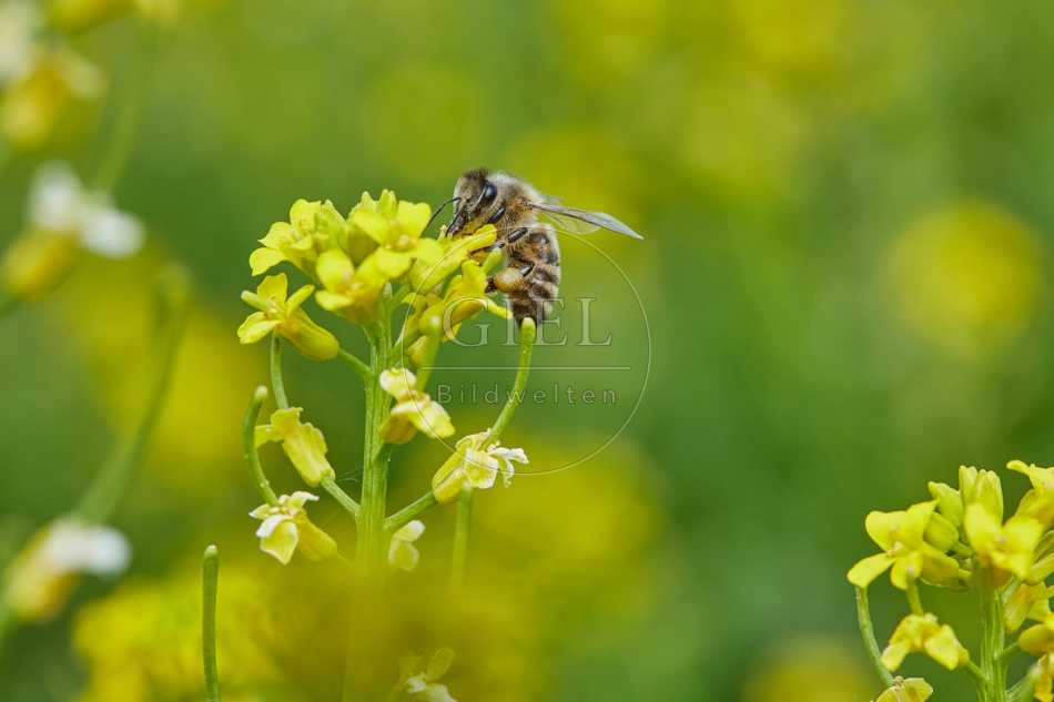 116808 Hoigbiene auf Winterkresse