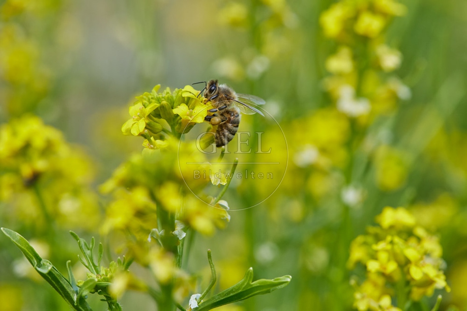 116809 Hoigbiene auf Winterkresse