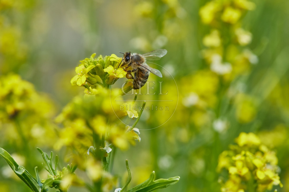 116810 Hoigbiene auf Winterkresse