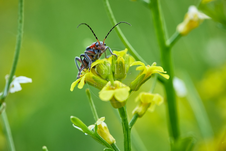 116811 Gemeiner Weichkäfer an Winterkresse