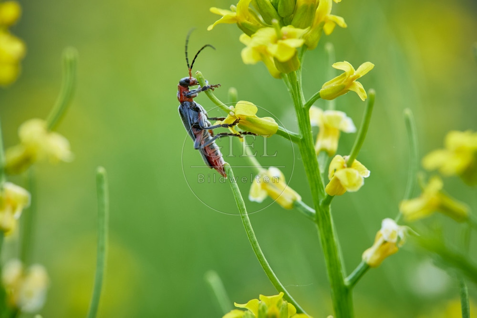 116812 Gemeiner Weichkäfer an Winterkresse