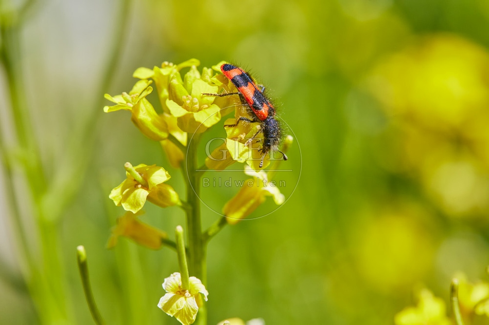 116813 Zottiger Bienenkäfer auf Winterkresse