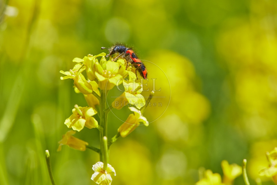 116814 Zottiger Bienenkäfer auf Winterkresse