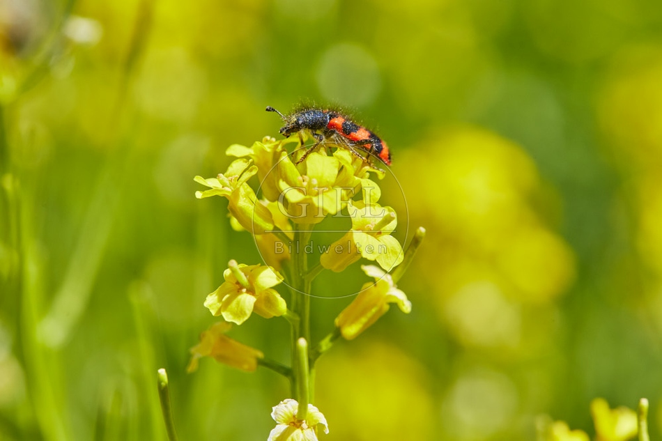 116815 Zottiger Bienenkäfer auf Winterkresse
