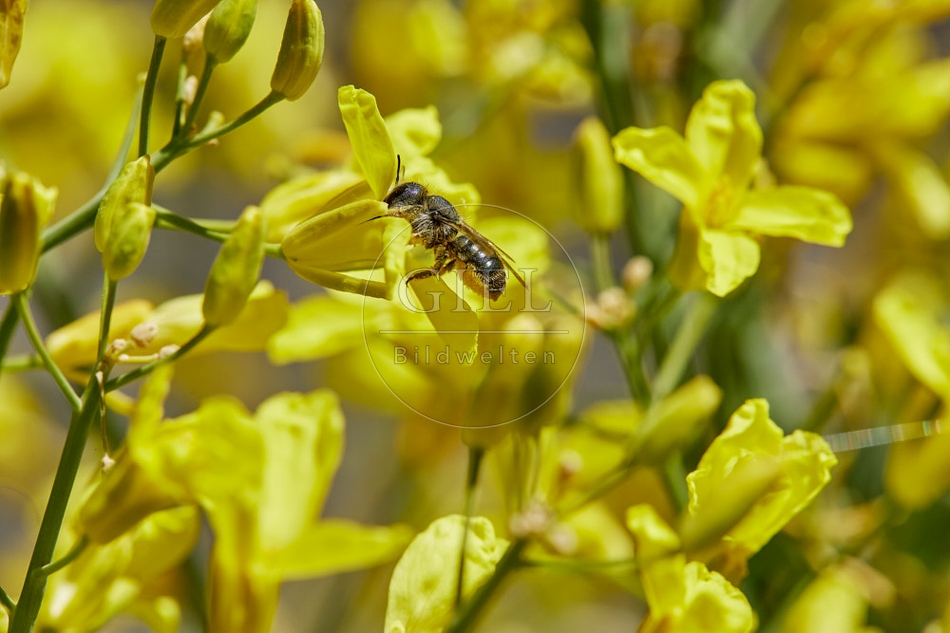 116816 Wildbiene an der Blüte des Rosenkohl