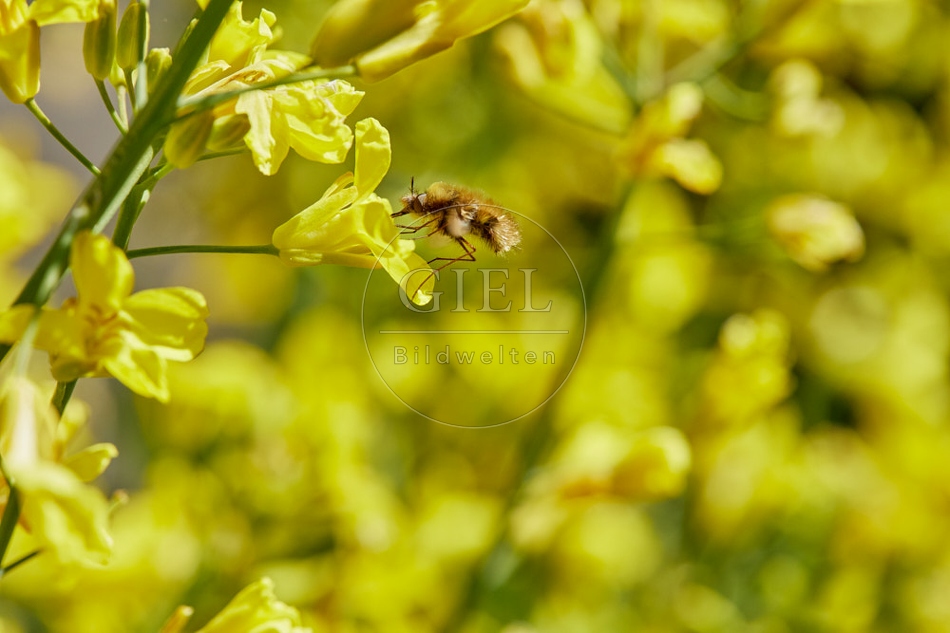 116817 Großer Wollschweber an der Blüte des Rosenkohl