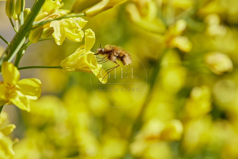 116818 Großer Wollschweber an der Blüte des Rosenkohl