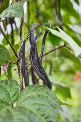116908 Stangenbohne, Früchte im Garten