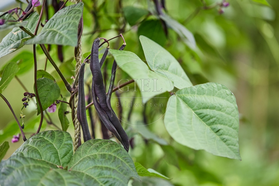116909 Stangenbohne, Früchte im Garten