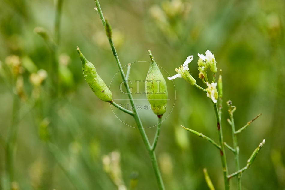 116912 Samenkapsel vom Radieschen