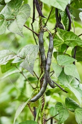 116913 Stangenbohne, Früchte im Garten