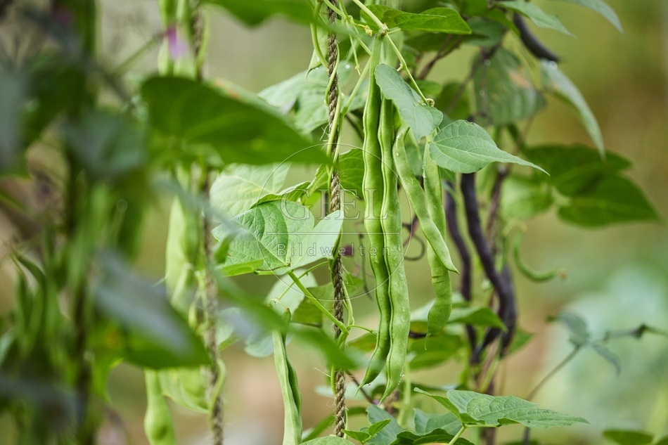 116915 Stangenbohne, Früchte im Garten