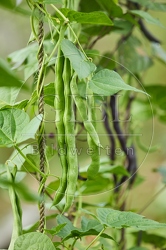 116916 Stangenbohne, Früchte im Garten