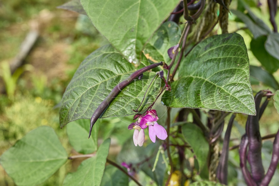 116917 Stangenbohne, Früchte und Blüten