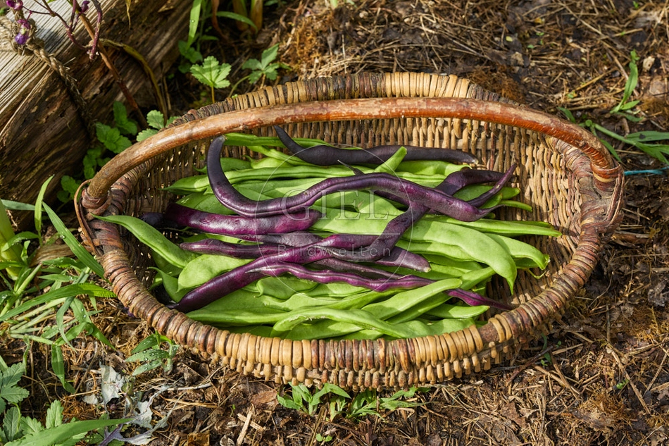 116918 Geerntete Stangenbohnen in einem Korb