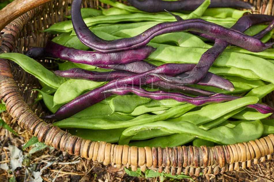 116919 Geerntete Stangenbohnen in einem Korb