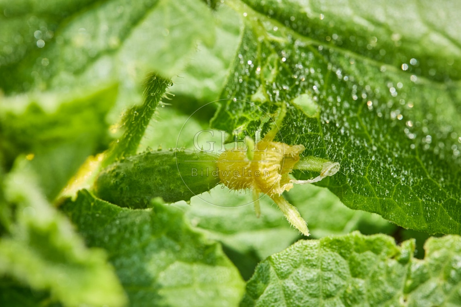 116921 Blüte und Fruchtansatz der Gurke