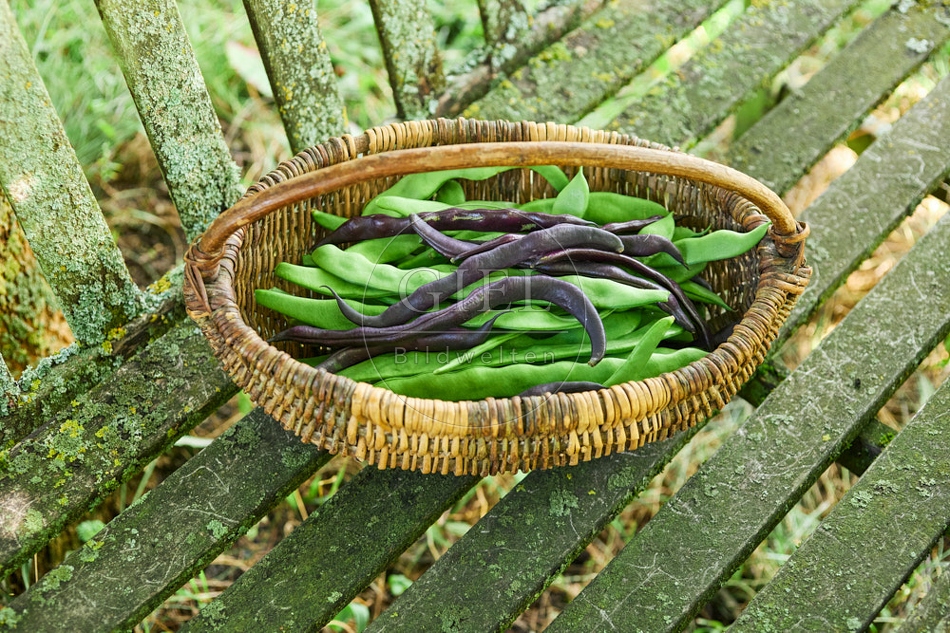 116924 Geerntete Stangenbohnen in einem Korb