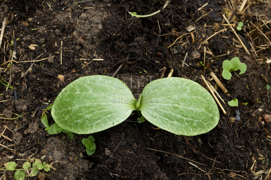 116925 Keimblätter Zuccini