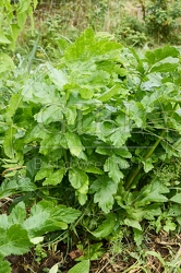 116927 Blätter der Pastinake im Garten