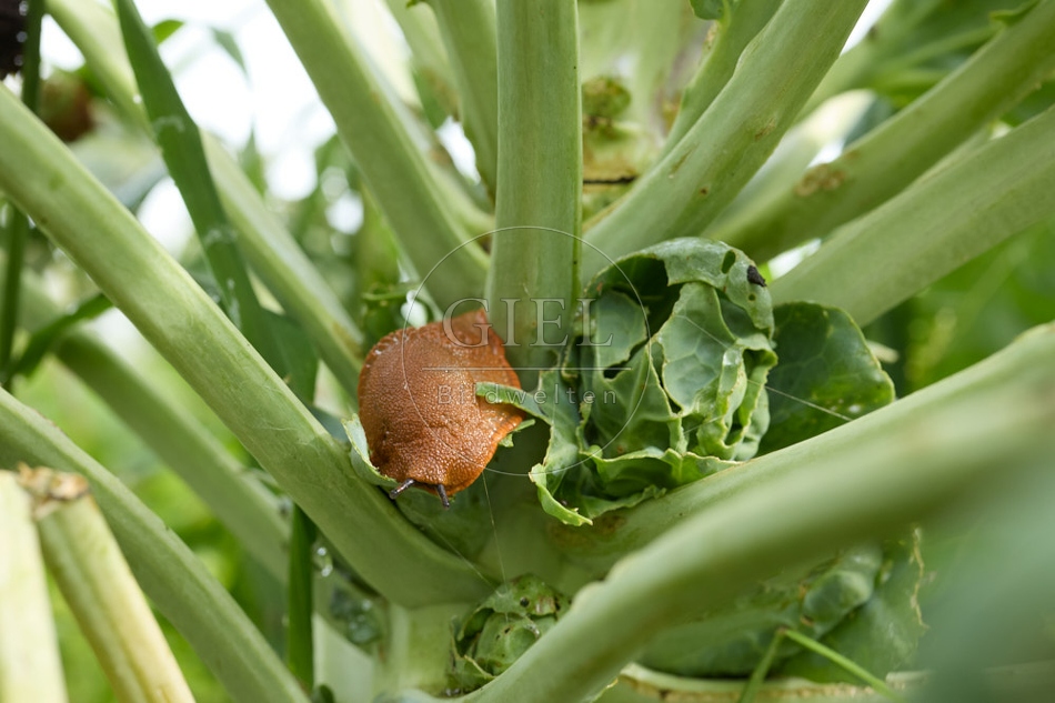 116930 Rote Wegschnecke an Rosenkohl
