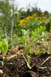 116931 Grünkohl, junge Pflanze im Garten