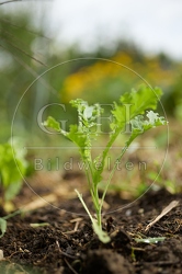 116932 Grünkohl, junge Pflanze im Garten