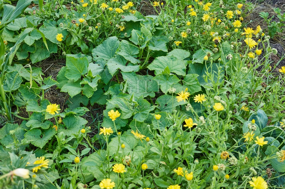 116944 Beete im Gemüsegarten, Ringeblume