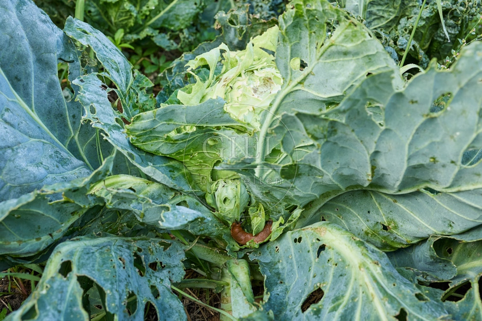 116945 Spitzkohl wird vom Schnecke angefressen