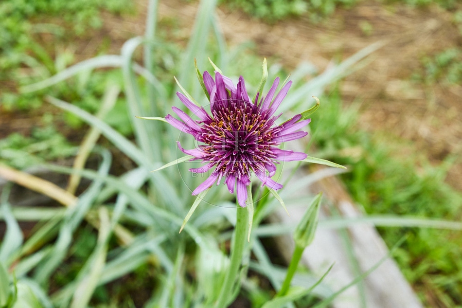 116948 Blüte der Haferwurzel