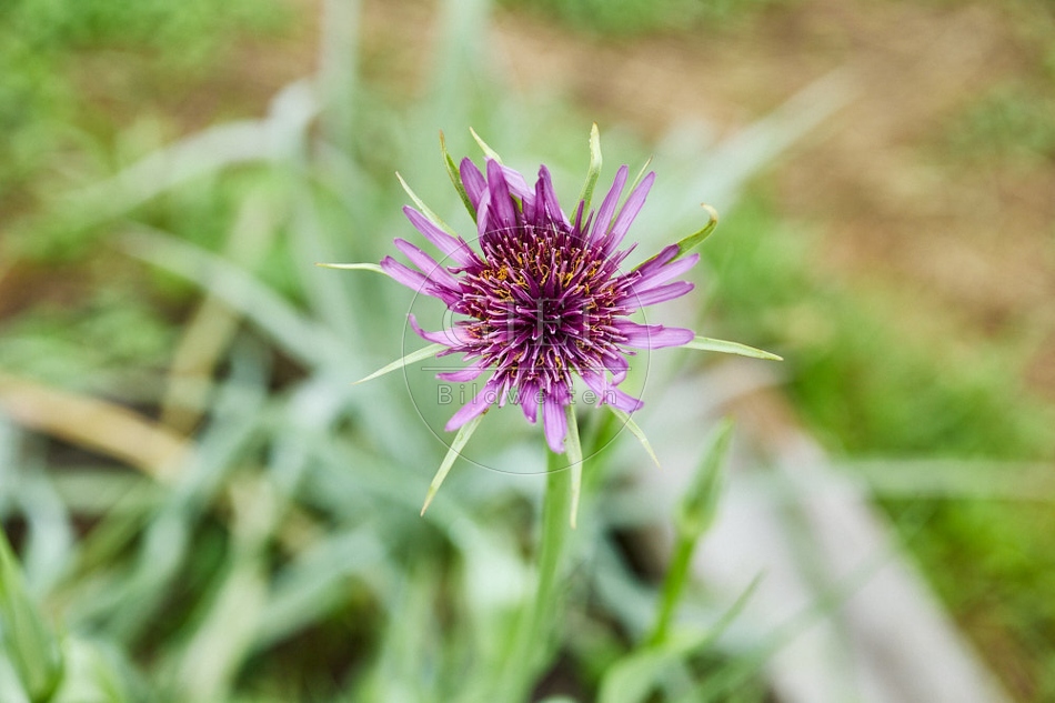 116949 Blüte der Haferwurzel