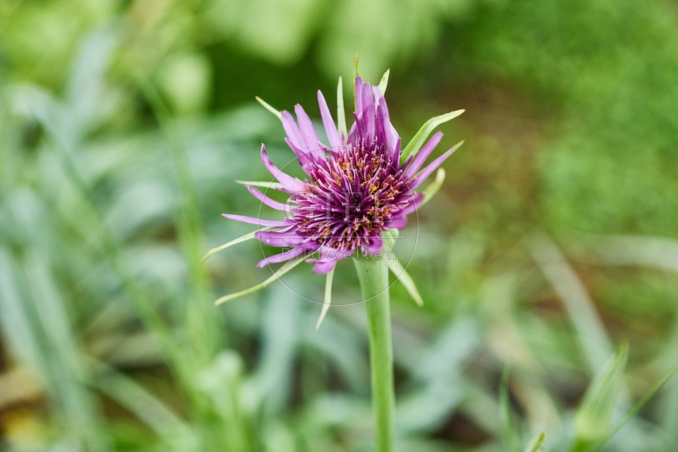 116950 Blüte der Haferwurzel