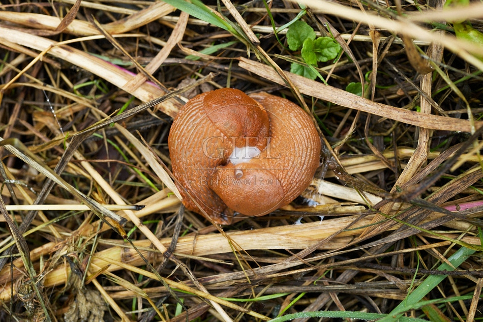 116952 Rote Wegschneke bei der Paarung
