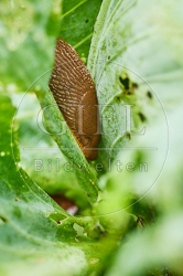 116953 Rote Wegschnecke, Spitzkohl