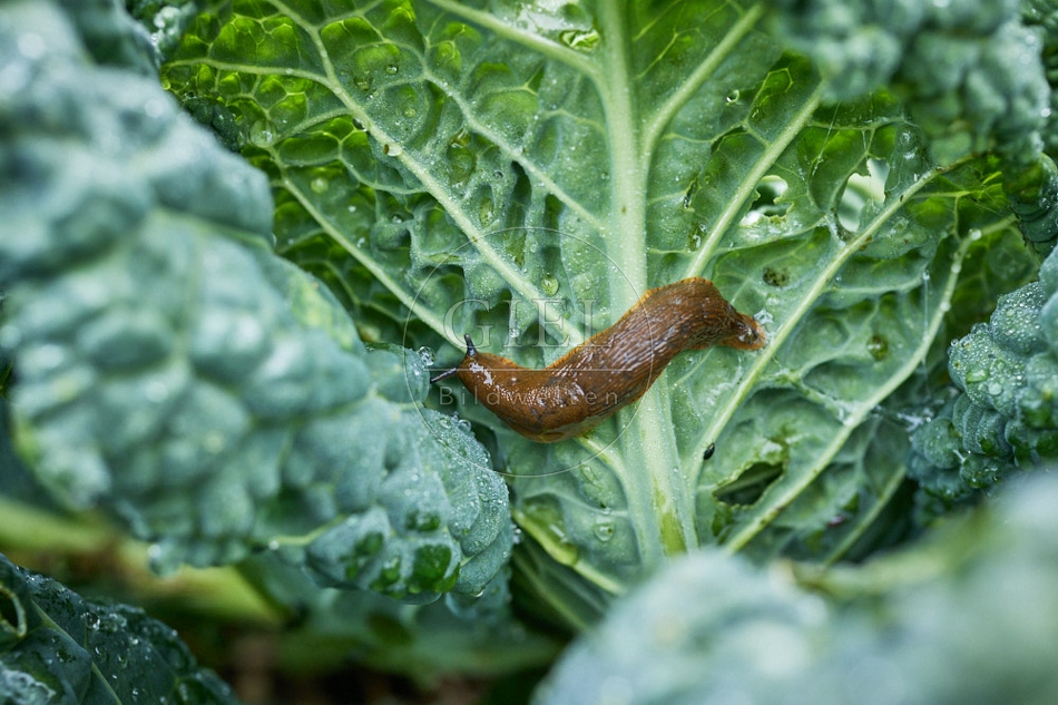 116954 Rote Wegschnecke an Wirsing