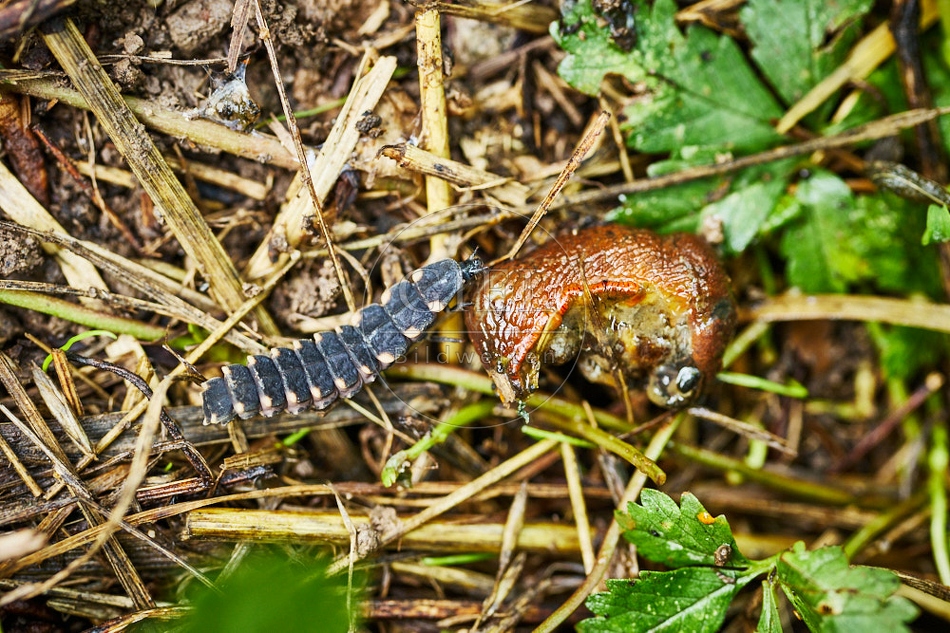 116956 Larve des Glühwürmchens frisst Nacktschnecke