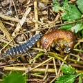 116956 Larve des Glühwürmchens frisst Nacktschnecke