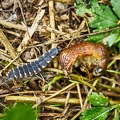 116957 Larve des Glühwürmchens frisst Nacktschnecke