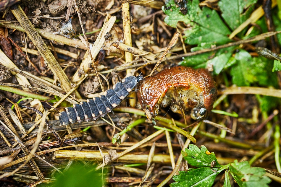 116958 Larve des Glühwürmchens frisst Nacktschnecke