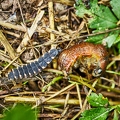 116958 Larve des Glühwürmchens frisst Nacktschnecke