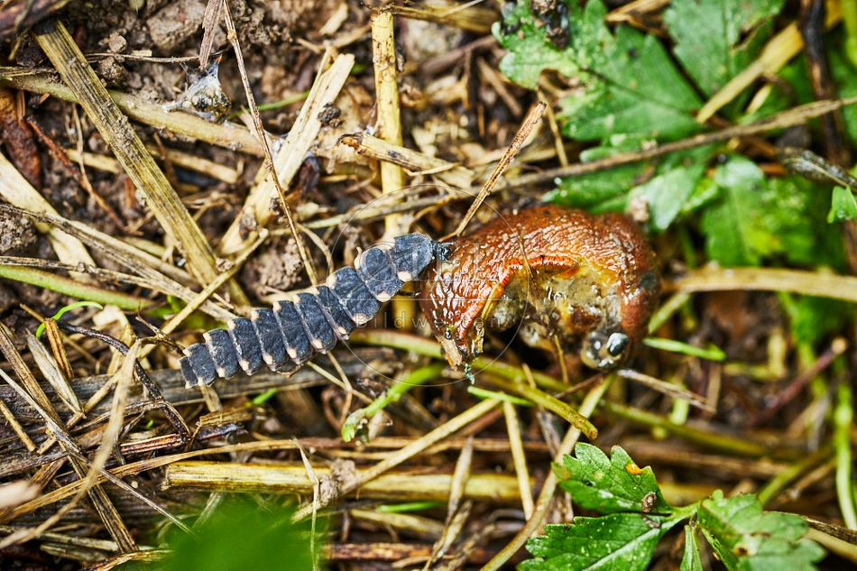 116959 Larve des Glühwürmchens frisst Nacktschnecke