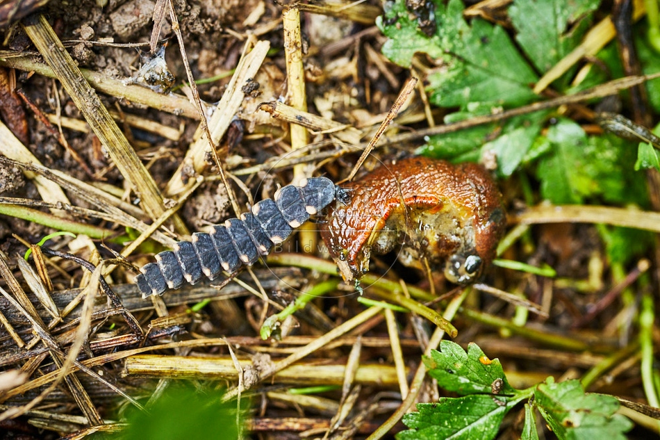 116960 Larve des Glühwürmchens frisst Nacktschnecke