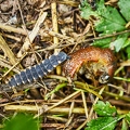 116960 Larve des Glühwürmchens frisst Nacktschnecke