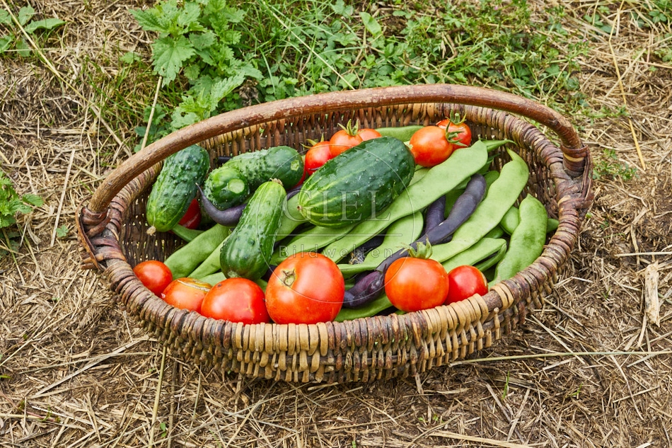 116961 Geerntetes Gemüse in einem Korb