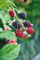 116962 Reife und unreife Brombeeren